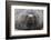 Adult Bull Antarctic Fur Seal (Arctocephalus Gazella), Head Detail, Stromness Harbor, South Georgia-Michael Nolan-Framed Photographic Print