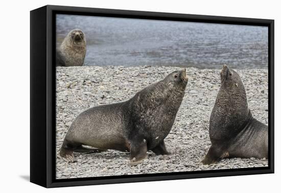 Adult Bull Antarctic Fur Seals (Arctocephalus Gazella) Fighting in Stromness Harbor, South Georgia-Michael Nolan-Framed Premier Image Canvas