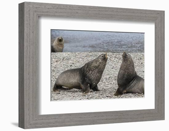 Adult Bull Antarctic Fur Seals (Arctocephalus Gazella) Fighting in Stromness Harbor, South Georgia-Michael Nolan-Framed Photographic Print