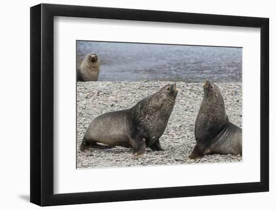 Adult Bull Antarctic Fur Seals (Arctocephalus Gazella) Fighting in Stromness Harbor, South Georgia-Michael Nolan-Framed Photographic Print