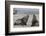 Adult Bull Antarctic Fur Seals (Arctocephalus Gazella) Fighting in Stromness Harbor, South Georgia-Michael Nolan-Framed Photographic Print