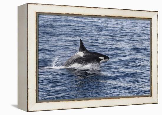 Adult Bull Type a Killer Whale (Orcinus Orca) Power Lunging in the Gerlache Strait, Antarctica-Michael Nolan-Framed Premier Image Canvas
