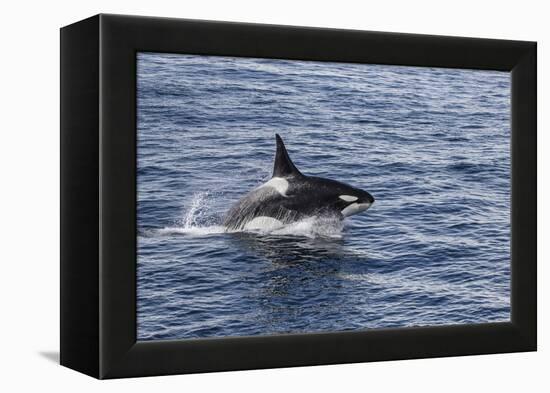 Adult Bull Type a Killer Whale (Orcinus Orca) Power Lunging in the Gerlache Strait, Antarctica-Michael Nolan-Framed Premier Image Canvas