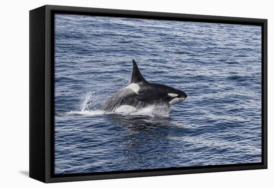 Adult Bull Type a Killer Whale (Orcinus Orca) Power Lunging in the Gerlache Strait, Antarctica-Michael Nolan-Framed Premier Image Canvas