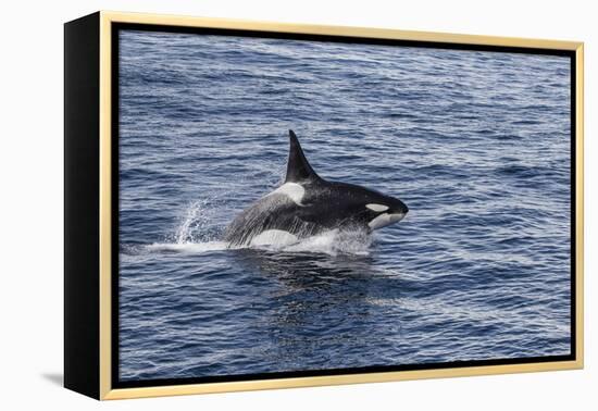 Adult Bull Type a Killer Whale (Orcinus Orca) Power Lunging in the Gerlache Strait, Antarctica-Michael Nolan-Framed Premier Image Canvas