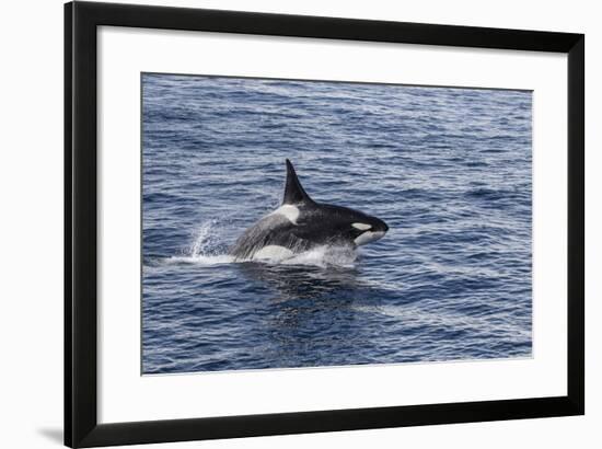 Adult Bull Type a Killer Whale (Orcinus Orca) Power Lunging in the Gerlache Strait, Antarctica-Michael Nolan-Framed Photographic Print