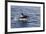 Adult Bull Type a Killer Whale (Orcinus Orca) Power Lunging in the Gerlache Strait, Antarctica-Michael Nolan-Framed Photographic Print