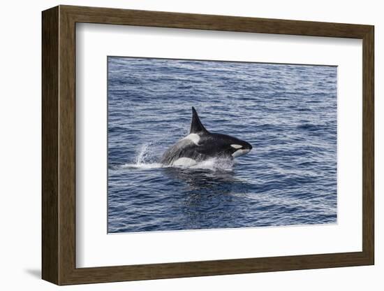 Adult Bull Type a Killer Whale (Orcinus Orca) Power Lunging in the Gerlache Strait, Antarctica-Michael Nolan-Framed Photographic Print