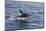 Adult Bull Type a Killer Whale (Orcinus Orca) Power Lunging in the Gerlache Strait, Antarctica-Michael Nolan-Mounted Photographic Print