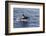 Adult Bull Type a Killer Whale (Orcinus Orca) Power Lunging in the Gerlache Strait, Antarctica-Michael Nolan-Framed Photographic Print