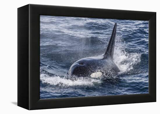 Adult Bull Type a Killer Whale (Orcinus Orca) Surfacing in the Gerlache Strait, Antarctica-Michael Nolan-Framed Premier Image Canvas