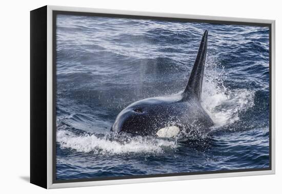 Adult Bull Type a Killer Whale (Orcinus Orca) Surfacing in the Gerlache Strait, Antarctica-Michael Nolan-Framed Premier Image Canvas