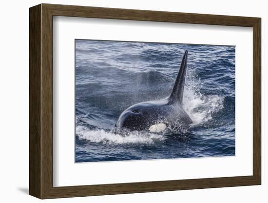 Adult Bull Type a Killer Whale (Orcinus Orca) Surfacing in the Gerlache Strait, Antarctica-Michael Nolan-Framed Photographic Print