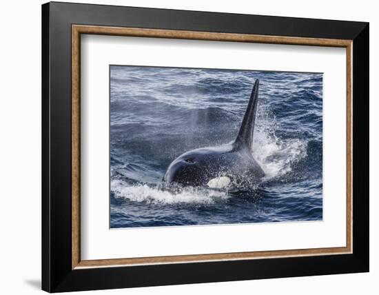 Adult Bull Type a Killer Whale (Orcinus Orca) Surfacing in the Gerlache Strait, Antarctica-Michael Nolan-Framed Photographic Print