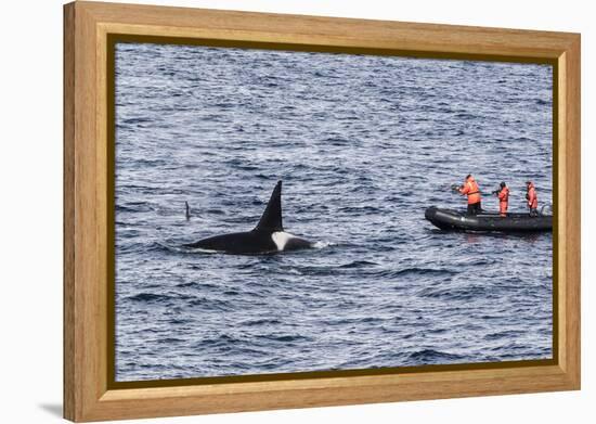 Adult Bull Type a Killer Whale (Orcinus Orca) Surfacing Near Researchers in the Gerlache Strait-Michael Nolan-Framed Premier Image Canvas