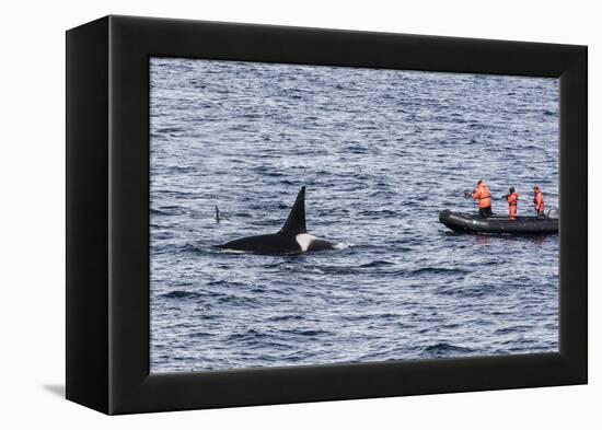 Adult Bull Type a Killer Whale (Orcinus Orca) Surfacing Near Researchers in the Gerlache Strait-Michael Nolan-Framed Premier Image Canvas