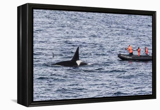 Adult Bull Type a Killer Whale (Orcinus Orca) Surfacing Near Researchers in the Gerlache Strait-Michael Nolan-Framed Premier Image Canvas