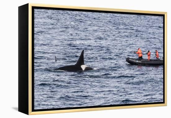 Adult Bull Type a Killer Whale (Orcinus Orca) Surfacing Near Researchers in the Gerlache Strait-Michael Nolan-Framed Premier Image Canvas