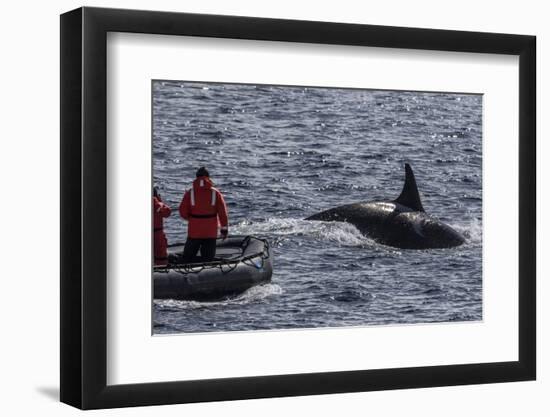 Adult Bull Type a Killer Whale (Orcinus Orca) Surfacing Near Researchers in the Gerlache Strait-Michael Nolan-Framed Photographic Print