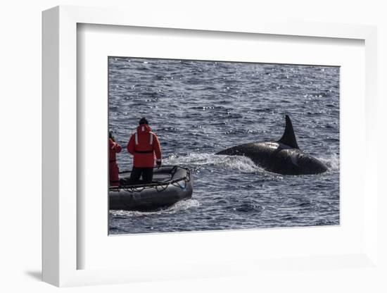 Adult Bull Type a Killer Whale (Orcinus Orca) Surfacing Near Researchers in the Gerlache Strait-Michael Nolan-Framed Photographic Print