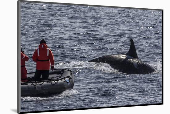 Adult Bull Type a Killer Whale (Orcinus Orca) Surfacing Near Researchers in the Gerlache Strait-Michael Nolan-Mounted Photographic Print