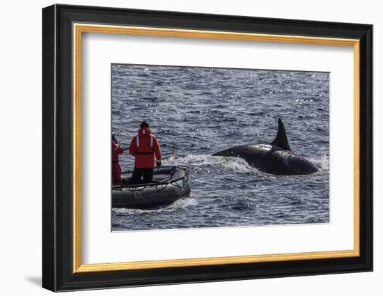 Adult Bull Type a Killer Whale (Orcinus Orca) Surfacing Near Researchers in the Gerlache Strait-Michael Nolan-Framed Photographic Print