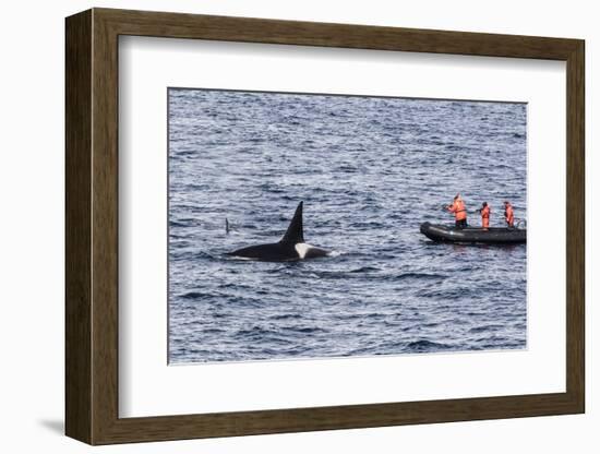 Adult Bull Type a Killer Whale (Orcinus Orca) Surfacing Near Researchers in the Gerlache Strait-Michael Nolan-Framed Photographic Print