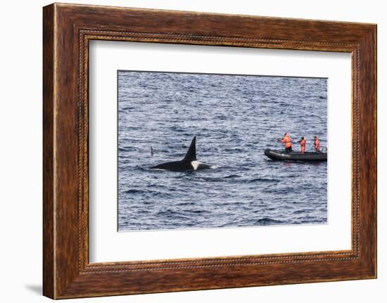 Adult Bull Type a Killer Whale (Orcinus Orca) Surfacing Near Researchers in the Gerlache Strait-Michael Nolan-Framed Photographic Print