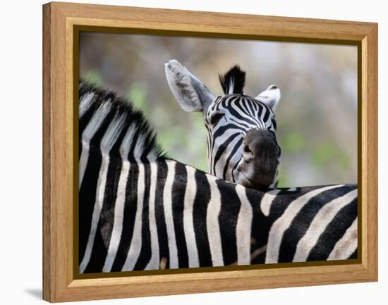 Adult Burchells Zebra Resting Head on Back of Another, Moremi Wildlife Reserve, Botswana-Andrew Parkinson-Framed Premier Image Canvas