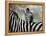 Adult Burchells Zebra Resting Head on Back of Another, Moremi Wildlife Reserve, Botswana-Andrew Parkinson-Framed Premier Image Canvas
