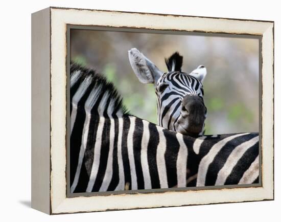 Adult Burchells Zebra Resting Head on Back of Another, Moremi Wildlife Reserve, Botswana-Andrew Parkinson-Framed Premier Image Canvas