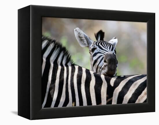 Adult Burchells Zebra Resting Head on Back of Another, Moremi Wildlife Reserve, Botswana-Andrew Parkinson-Framed Premier Image Canvas