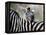 Adult Burchells Zebra Resting Head on Back of Another, Moremi Wildlife Reserve, Botswana-Andrew Parkinson-Framed Premier Image Canvas