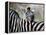 Adult Burchells Zebra Resting Head on Back of Another, Moremi Wildlife Reserve, Botswana-Andrew Parkinson-Framed Premier Image Canvas