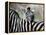 Adult Burchells Zebra Resting Head on Back of Another, Moremi Wildlife Reserve, Botswana-Andrew Parkinson-Framed Premier Image Canvas