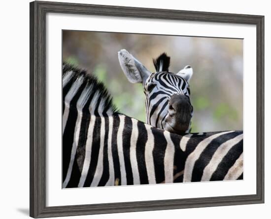 Adult Burchells Zebra Resting Head on Back of Another, Moremi Wildlife Reserve, Botswana-Andrew Parkinson-Framed Photographic Print