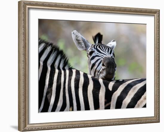 Adult Burchells Zebra Resting Head on Back of Another, Moremi Wildlife Reserve, Botswana-Andrew Parkinson-Framed Photographic Print