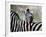 Adult Burchells Zebra Resting Head on Back of Another, Moremi Wildlife Reserve, Botswana-Andrew Parkinson-Framed Photographic Print