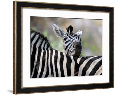 Adult Burchells Zebra Resting Head on Back of Another, Moremi Wildlife ...