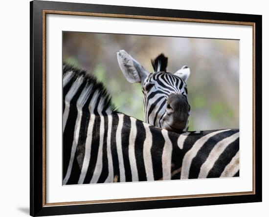 Adult Burchells Zebra Resting Head on Back of Another, Moremi Wildlife Reserve, Botswana-Andrew Parkinson-Framed Photographic Print