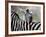 Adult Burchells Zebra Resting Head on Back of Another, Moremi Wildlife Reserve, Botswana-Andrew Parkinson-Framed Photographic Print