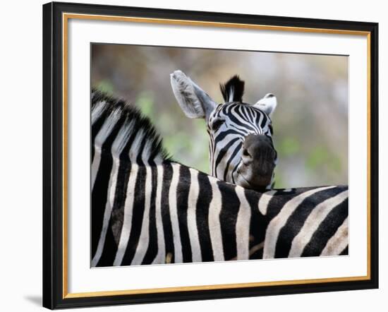 Adult Burchells Zebra Resting Head on Back of Another, Moremi Wildlife Reserve, Botswana-Andrew Parkinson-Framed Photographic Print