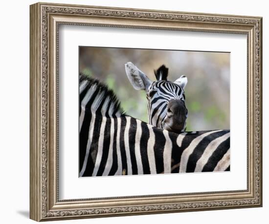 Adult Burchells Zebra Resting Head on Back of Another, Moremi Wildlife Reserve, Botswana-Andrew Parkinson-Framed Photographic Print