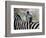 Adult Burchells Zebra Resting Head on Back of Another, Moremi Wildlife Reserve, Botswana-Andrew Parkinson-Framed Photographic Print