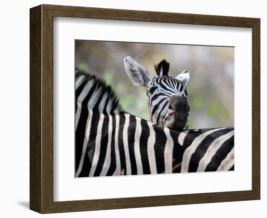 Adult Burchells Zebra Resting Head on Back of Another, Moremi Wildlife Reserve, Botswana-Andrew Parkinson-Framed Photographic Print