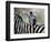 Adult Burchells Zebra Resting Head on Back of Another, Moremi Wildlife Reserve, Botswana-Andrew Parkinson-Framed Photographic Print