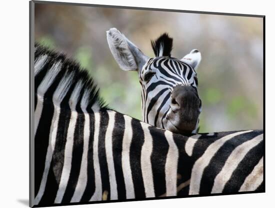 Adult Burchells Zebra Resting Head on Back of Another, Moremi Wildlife Reserve, Botswana-Andrew Parkinson-Mounted Photographic Print