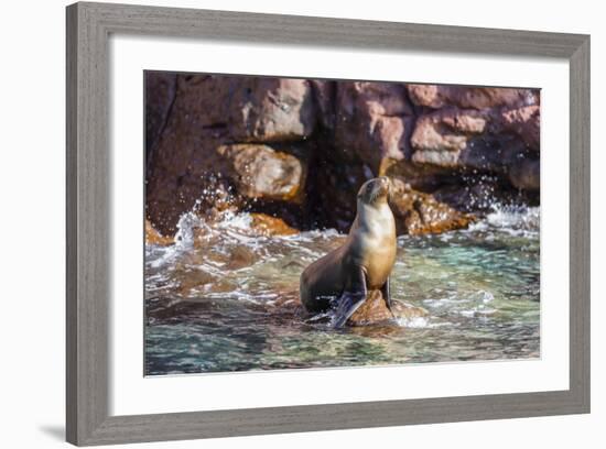 Adult California Sea Lion (Zalophus Californianus), at Los Islotes, Baja California Sur-Michael Nolan-Framed Photographic Print