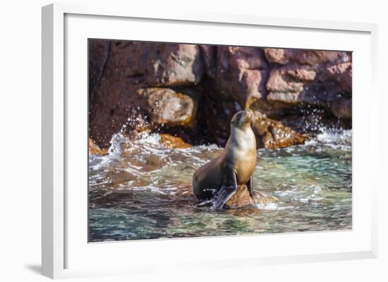 Adult California Sea Lion (Zalophus Californianus), at Los Islotes, Baja California Sur-Michael Nolan-Framed Photographic Print