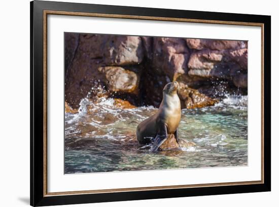 Adult California Sea Lion (Zalophus Californianus), at Los Islotes, Baja California Sur-Michael Nolan-Framed Photographic Print